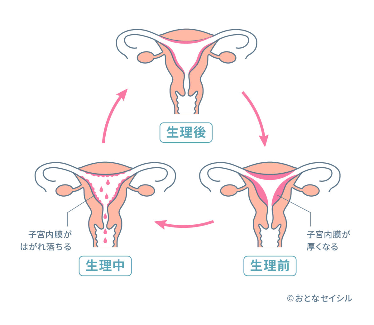 生理周期についての図表