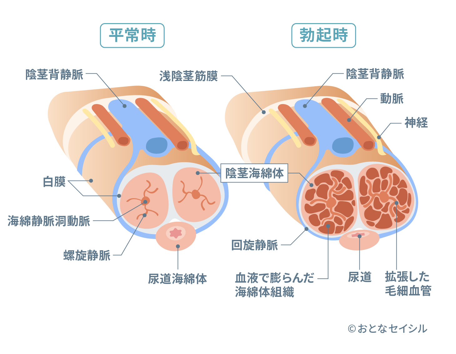 勃起の仕組み　海綿体