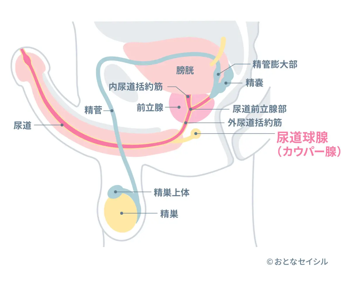 勃起の仕組みを表した解剖図