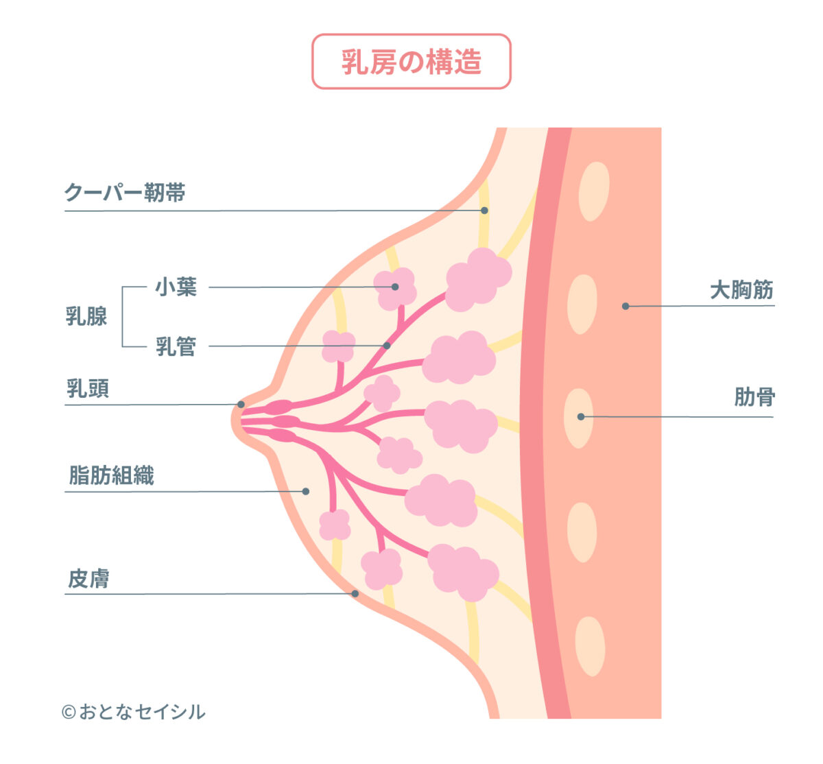 胸（乳房）の構造の図解イラスト