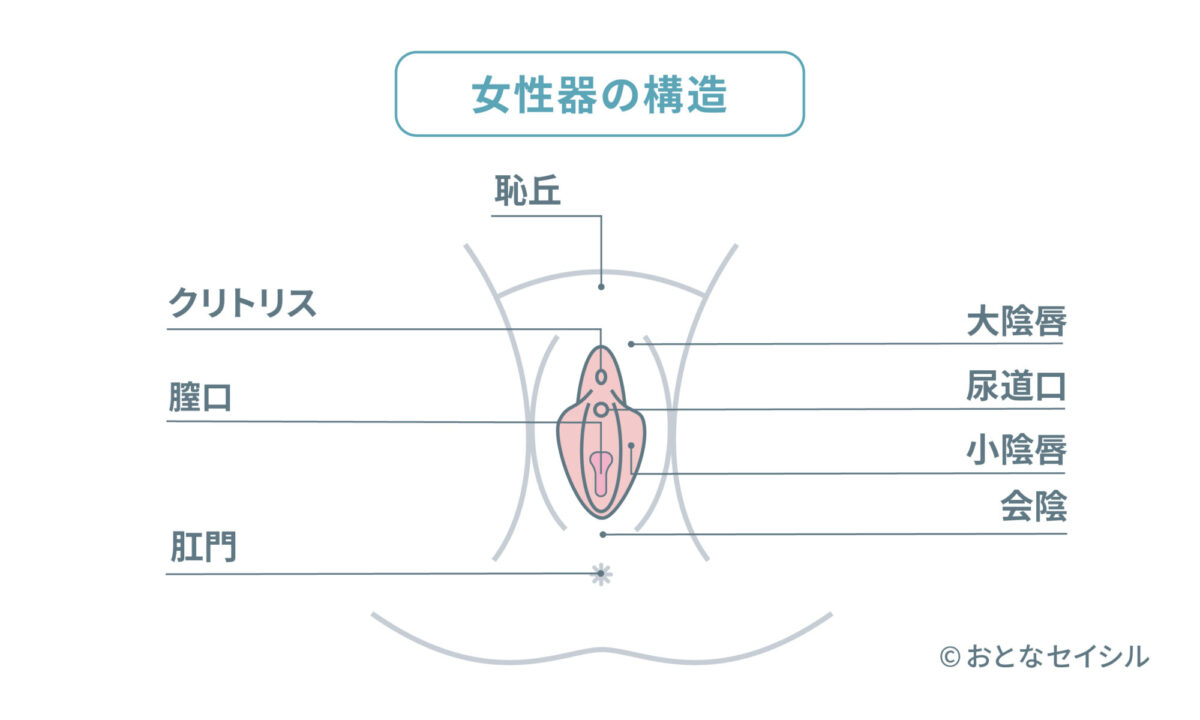 女性器の構造図解