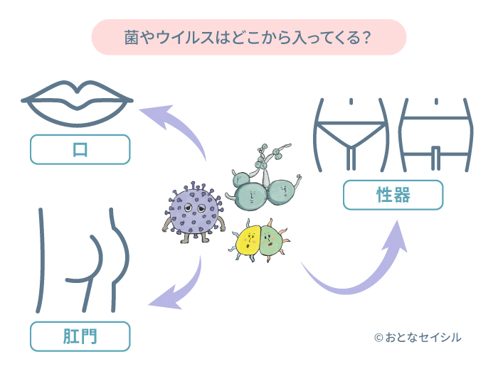 性感染症のイラスト　菌やウイルスがどこから入って来るのかを表したイラスト