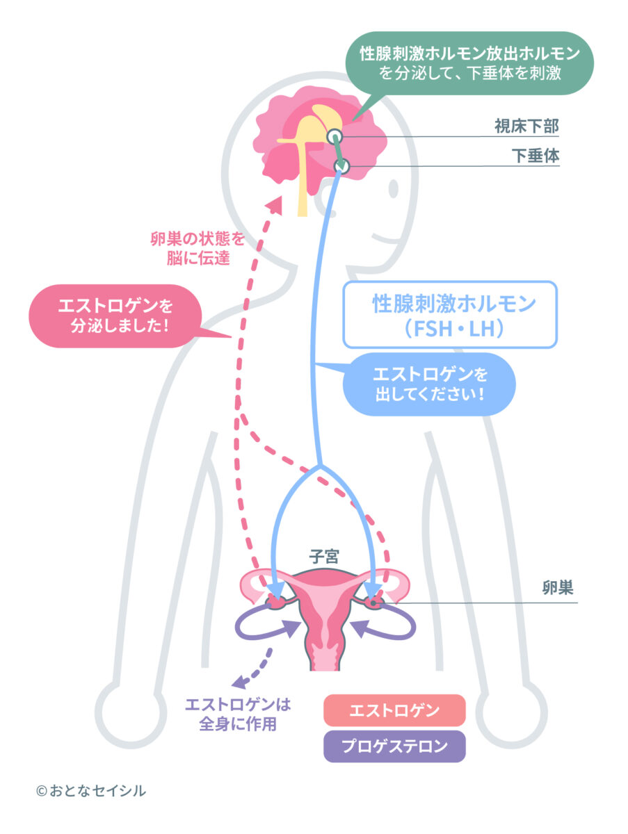 女性ホルモンが分泌されるまでの流れがわる図