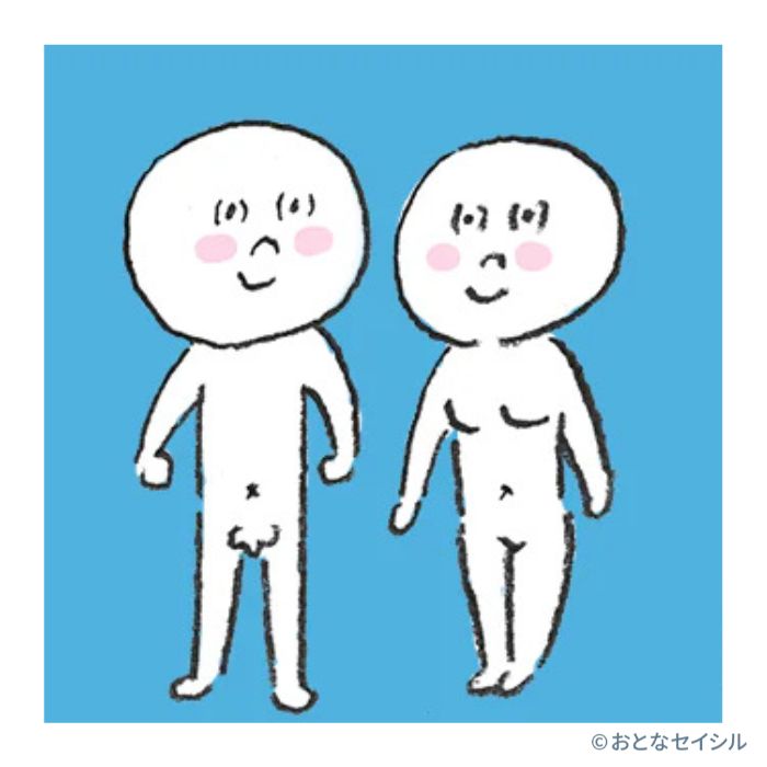 生物学的な性のイラスト