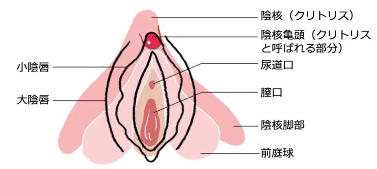 クリトリス　図解