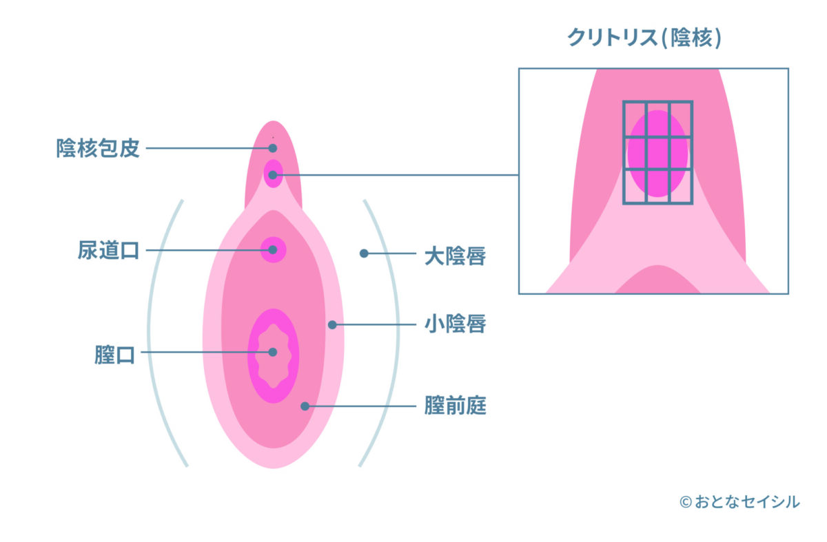 クリトリスの開発についての図解