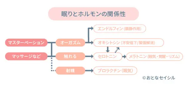 眠りとホルモンの関係性についての図解