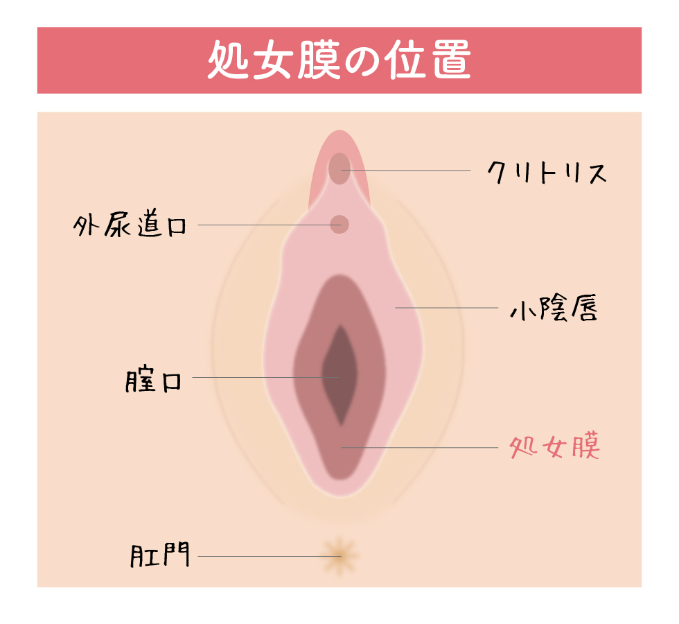 処女膜_イラスト画像