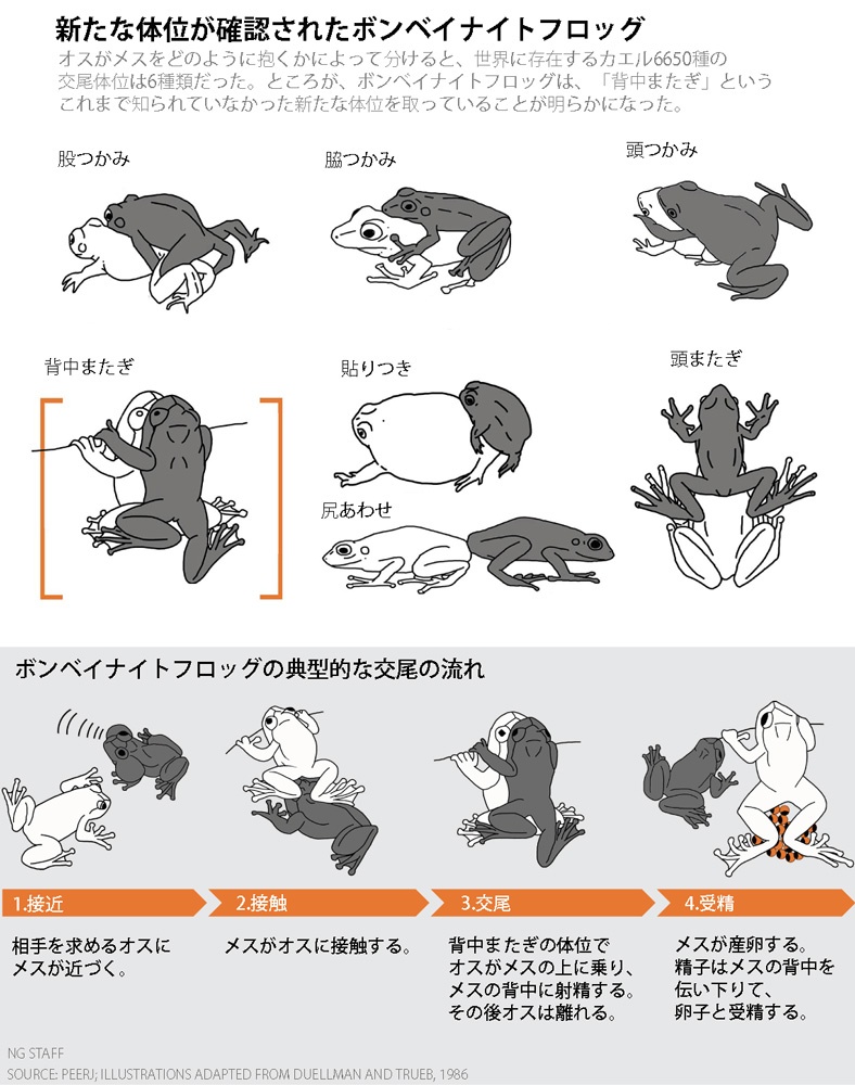 カエルの交尾