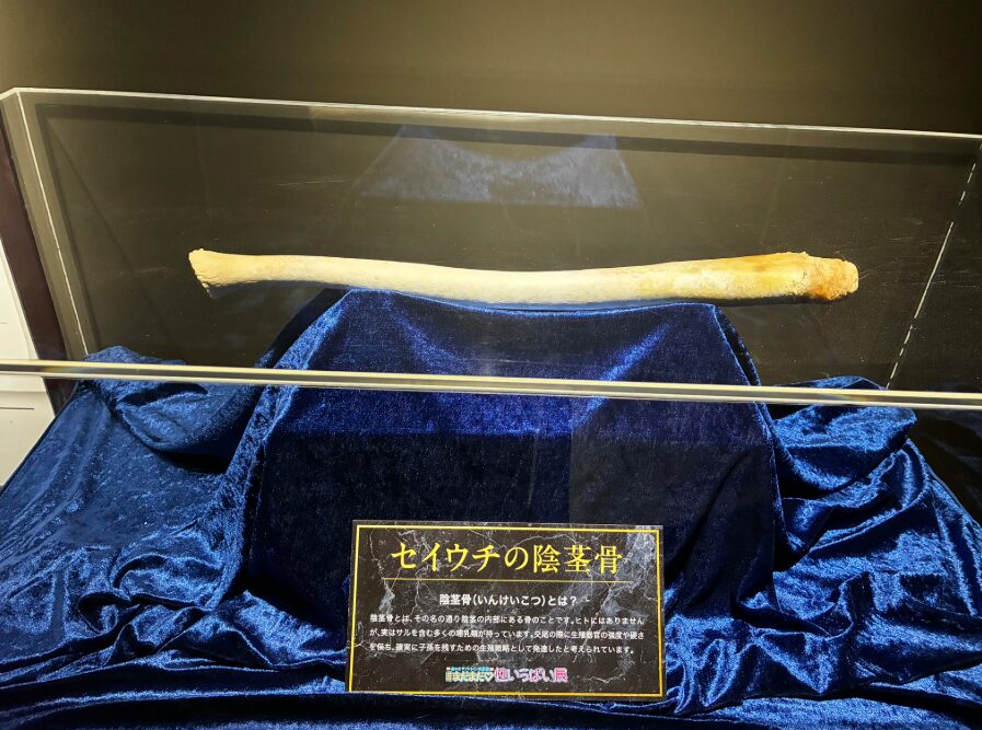 性いっぱい展_セイウチの陰茎骨