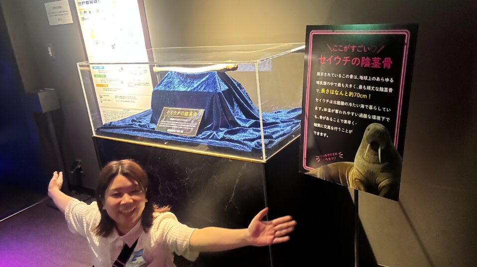 性いっぱい展_陰茎骨と綿来