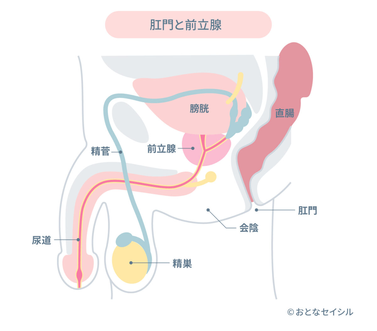 肛門と前立腺の解剖図
